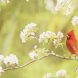 The Meaning of a Red Cardinal Sighting
