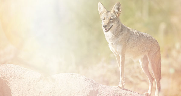 native american coyote symbol