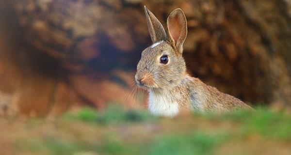 The Spiritual Meaning of Seeing a Rabbit or Bunny | California Psychics