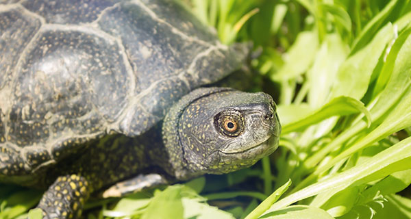 Seeing a Turtle: What Do Turtles Mean Spiritually? | California Psychics