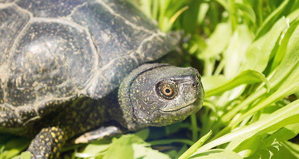 the-spiritual-meaning-of-seeing-a-turtle-are-turtles-good-luck-california-psychics