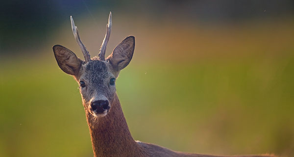 Deer Sighting Meaning: What Does Seeing a Deer Symbolize? | California  Psychics
