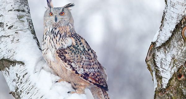 great horned owl totem meanings