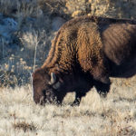 The Meaning of a Bison Sighting