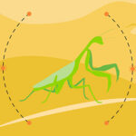 Meaning of a Praying Mantis Sighting | California Psychics