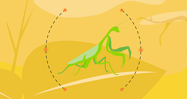 Meaning of a Praying Mantis Sighting | California Psychics