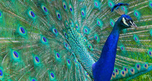 Seeing a Peacock Meaning: What Does Seeing a Peacock Mean Spiritually ...