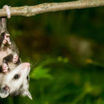 The Meaning of an Opossum Sighting