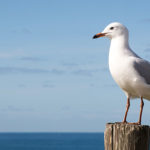 The Meaning of a Seagull Sighting