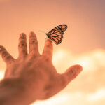 A butterfly perched on someone's fingertip.