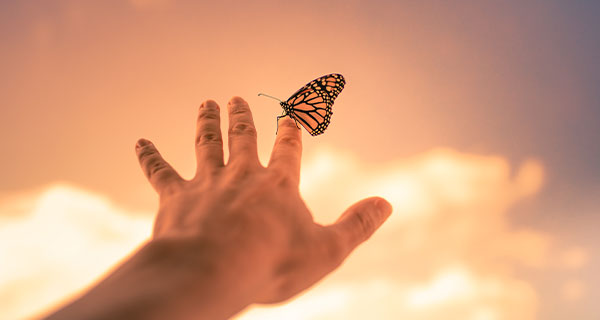 A butterfly perched on someone's fingertip.