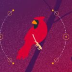 Meaning of a Red Cardinal Sighting | California Psychics