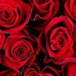 The Meaning Behind Your Valentine's Day Flowers