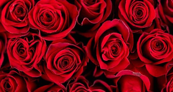 The Meaning Behind Your Valentine's Day Flowers