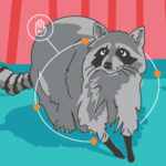 Meaning of a Racoon Sighting | California Psychics