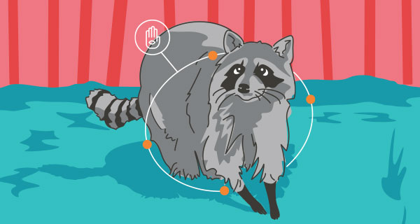 Meaning of a Racoon Sighting | California Psychics