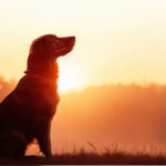 A silhouette of a dog in front of a sunset.