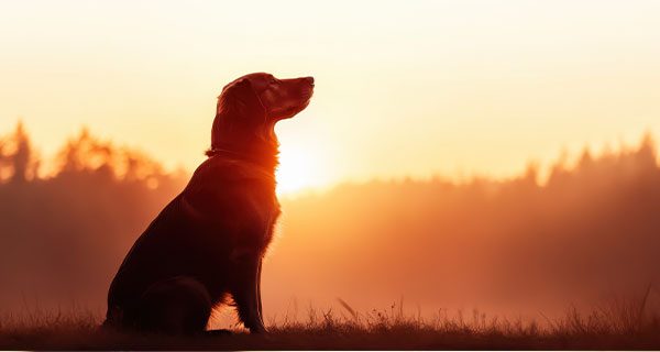 A silhouette of a dog in front of a sunset.