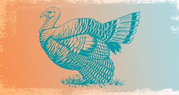 A detailed blue outline of a turkey standing over an orange background. It is facing left, and standing on a small patch of grass.