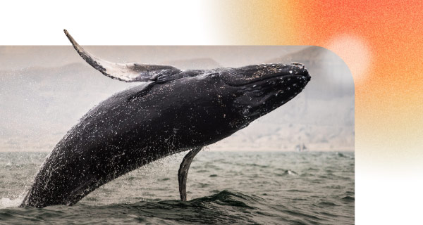 An image of a large whale leaping out of the water.