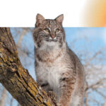 A bobcat stands on a tree, looking out at something in the distance.