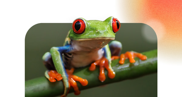 An image of a frog perched on a bright green branch.