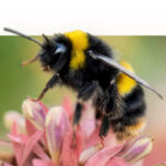 An image of a bee perched on a flower, pollinating it.