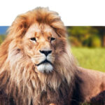 A lion laying outside on the grass.