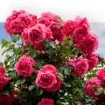 A bush of bright red flowers.