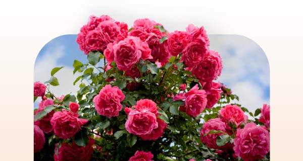 A bush of bright red flowers.