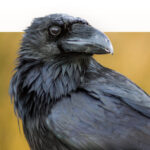 A raven looking to its left.