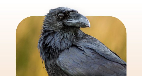 A raven looking to its left.