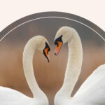 Two swans, heads bowed together in a heart.