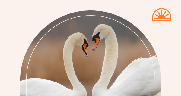 Two swans, heads bowed together in a heart.