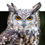 An owl, looking at the camera