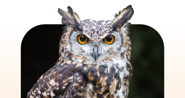 An owl, looking at the camera