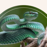 A snake climbing up a tree.