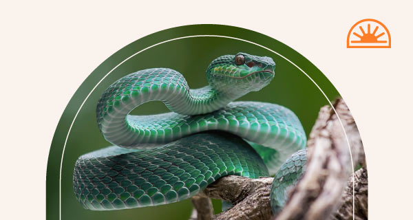 A snake climbing up a tree.