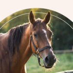 A horse standing in a field.