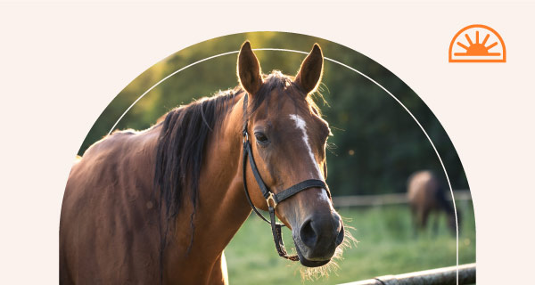 A horse standing in a field.