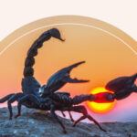 A scorpion standing on a rock in front of the sunset.