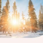 A grove of trees in the wilderness on the winter solstice.