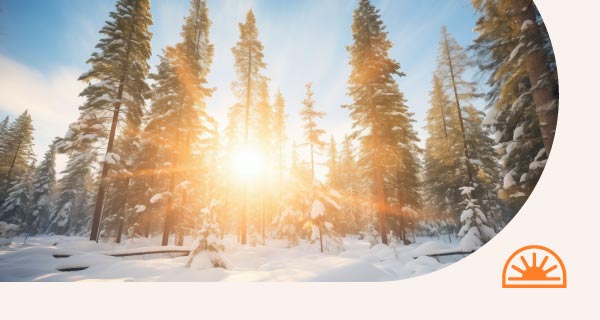 A grove of trees in the wilderness on the winter solstice.