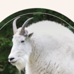 The Capricorn animal, a mountain goat.