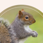 A squirrel on a field of green grass.