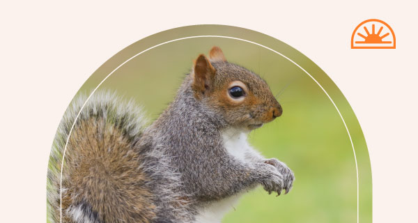 A squirrel on a field of green grass.