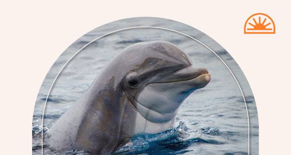 One of the Aquarius animals, a dolphin, poking its head above the water.