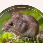 A small mouse on a grassy field.