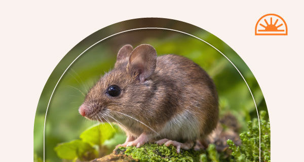 A small mouse on a grassy field.