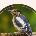 A woodpecker sitting on a branch.
